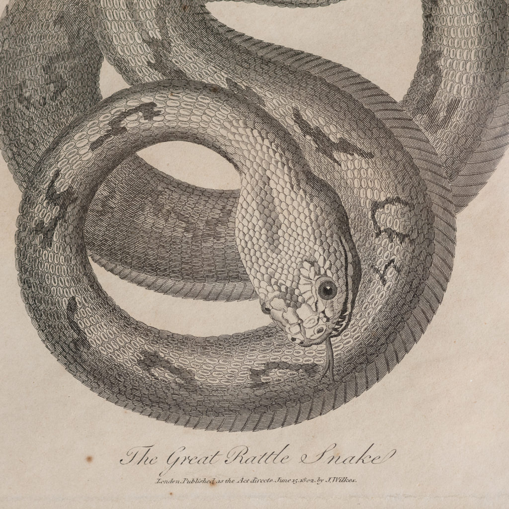 Early nineteenth century framed snake engravings-130520