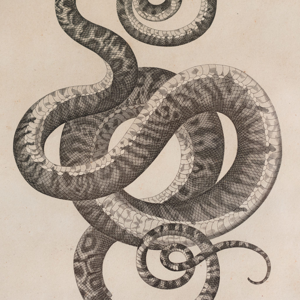 Early nineteenth century framed snake engravings-130480