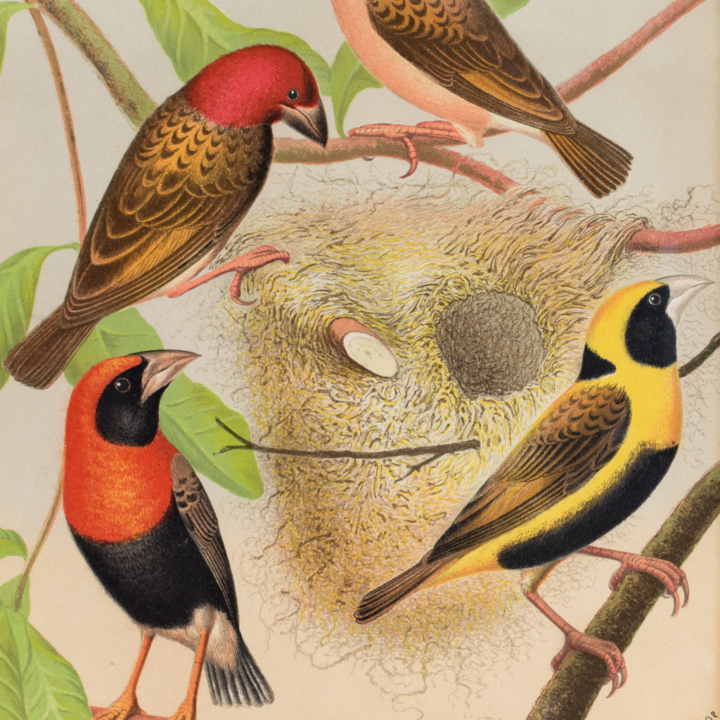 Red-Headed Weaver, Oryx, Red-Beaked Weaver, Napoleon Weaver