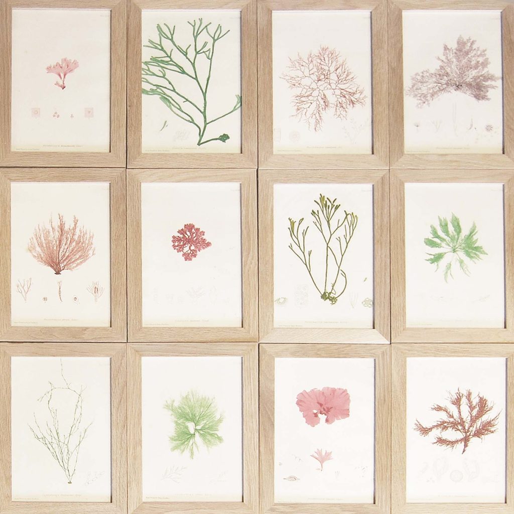 A series of framed coloured prints depicting marine flora-0