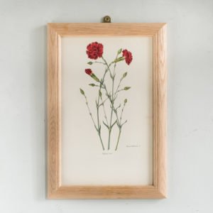 Old Carnations and Pinks Lithographs