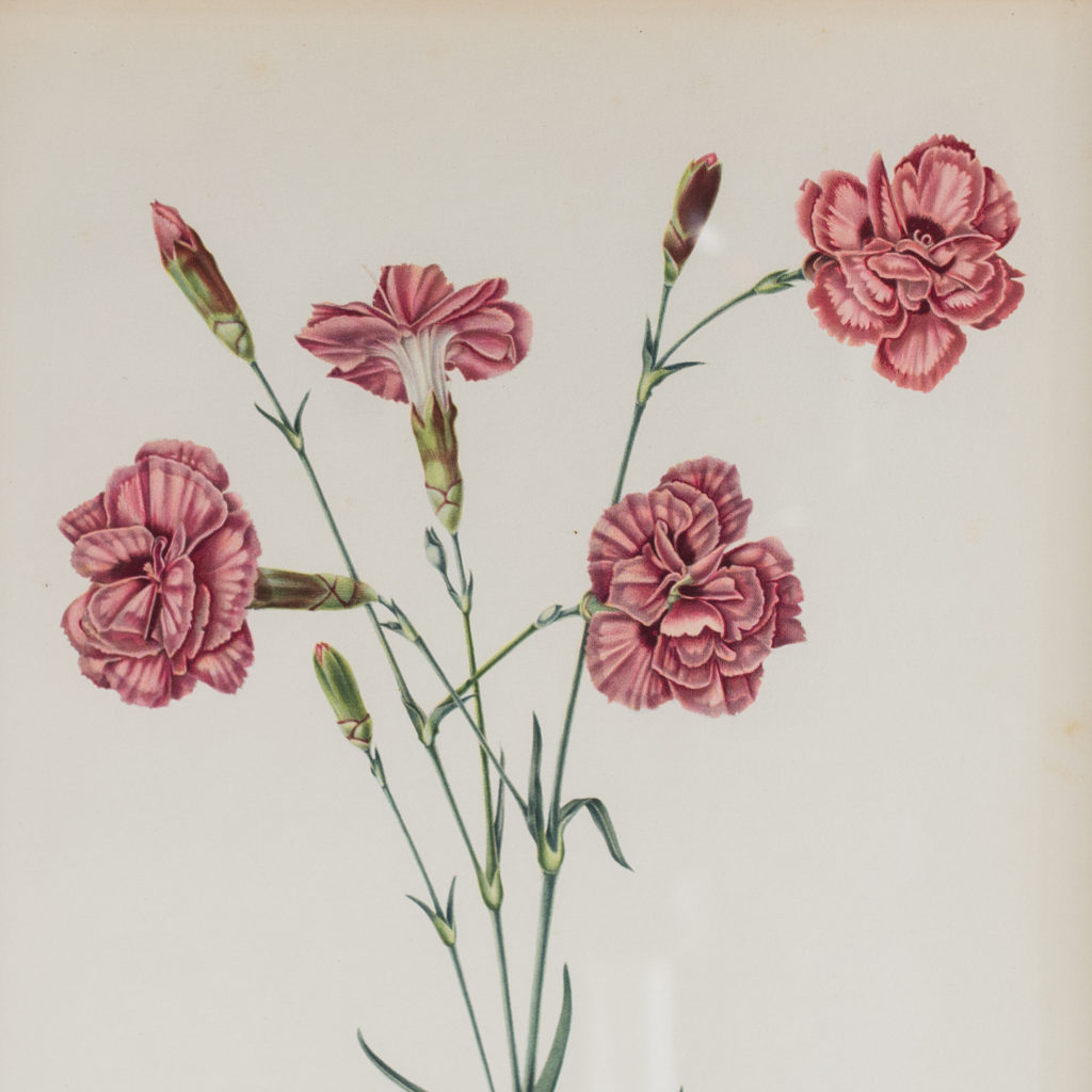 'A group of old flaked and bizarre carnations'.