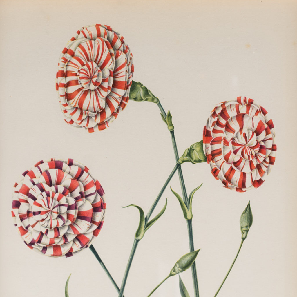 A group of old flaked and bizarre carnations