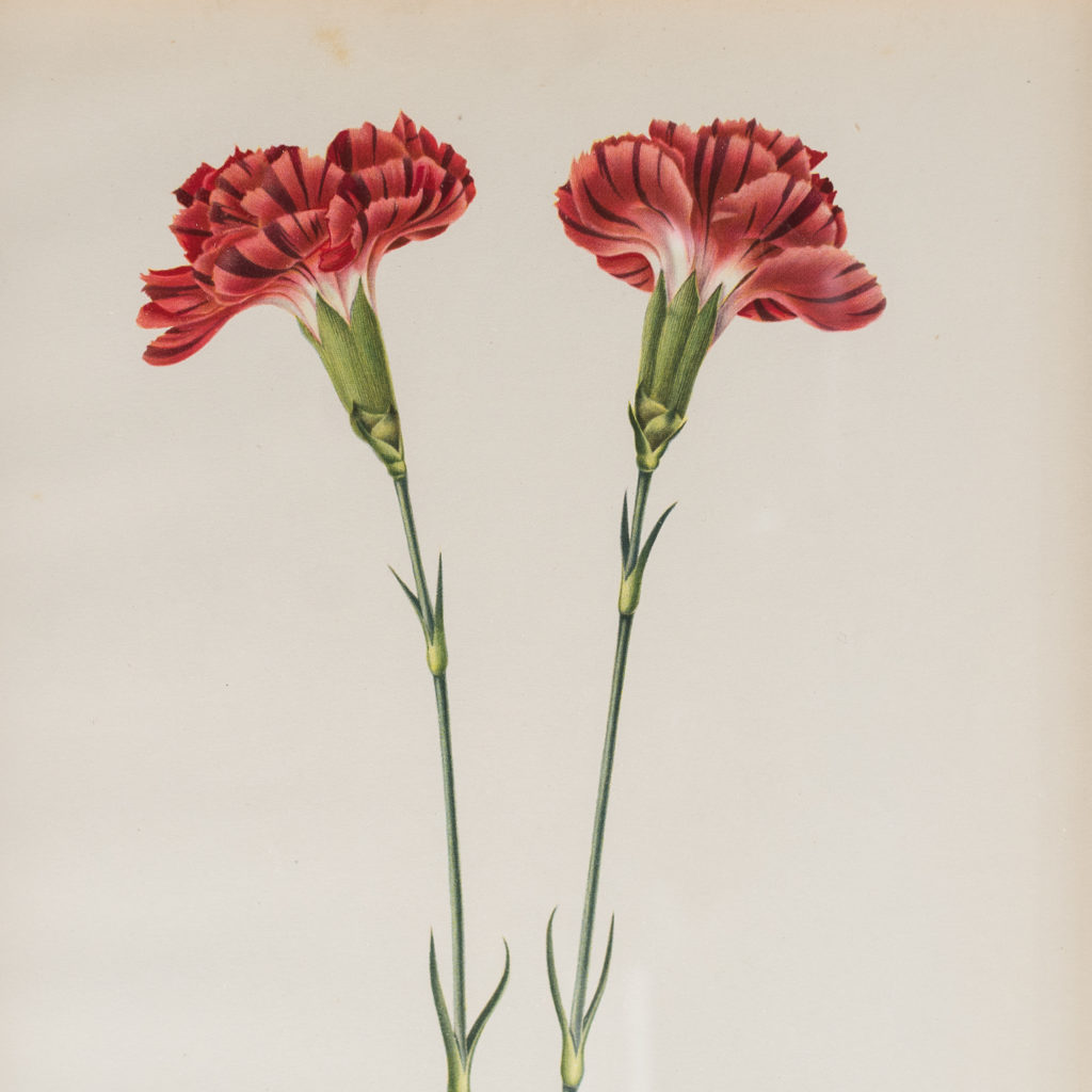 Old Flame carnations