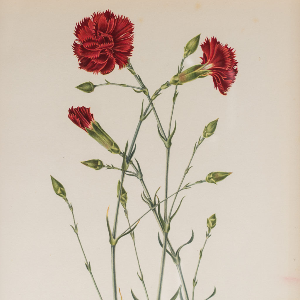 Nutmeg Clove Carnations