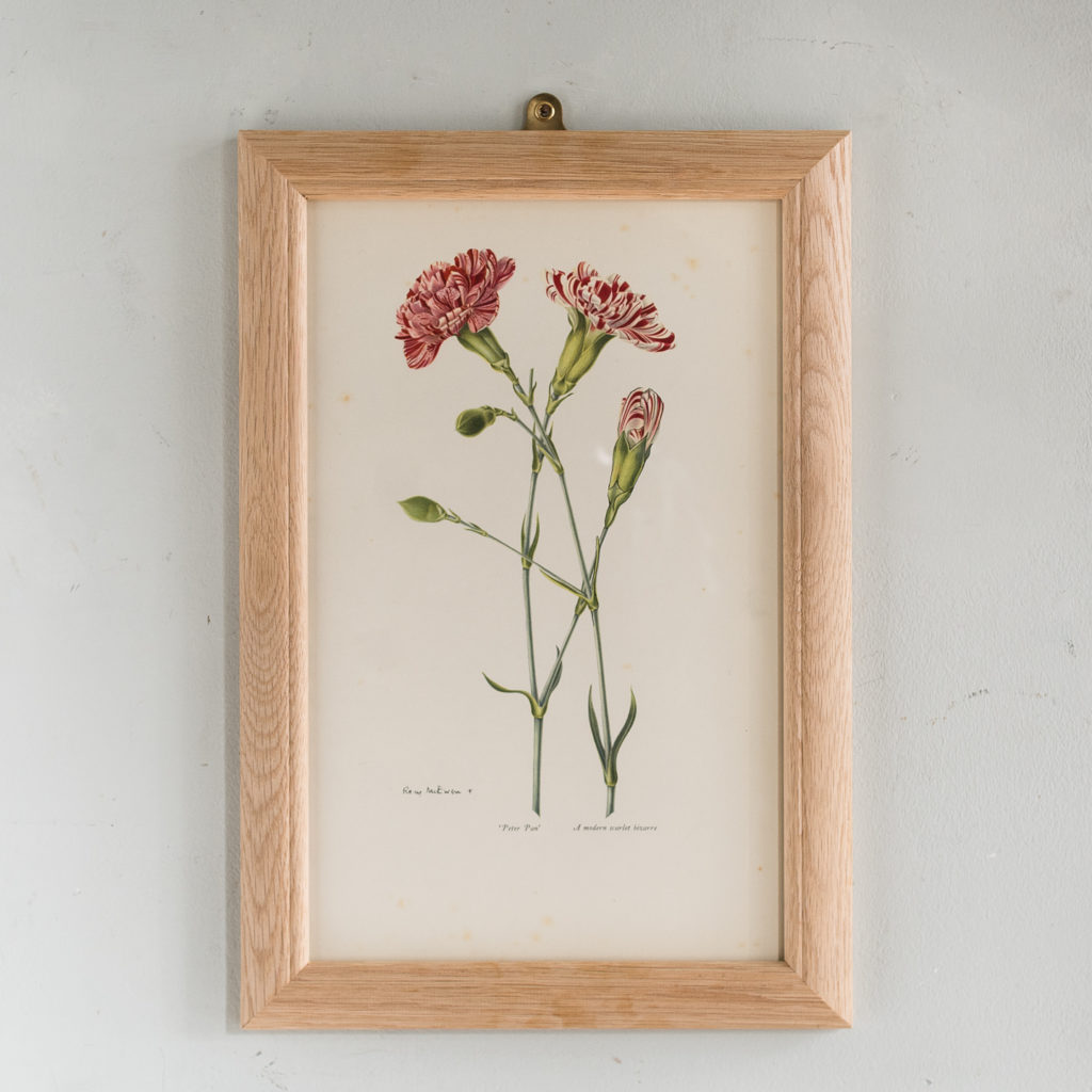 Old Carnations and Pinks Lithographs