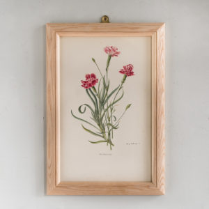 Old Carnations and Pinks Lithographs