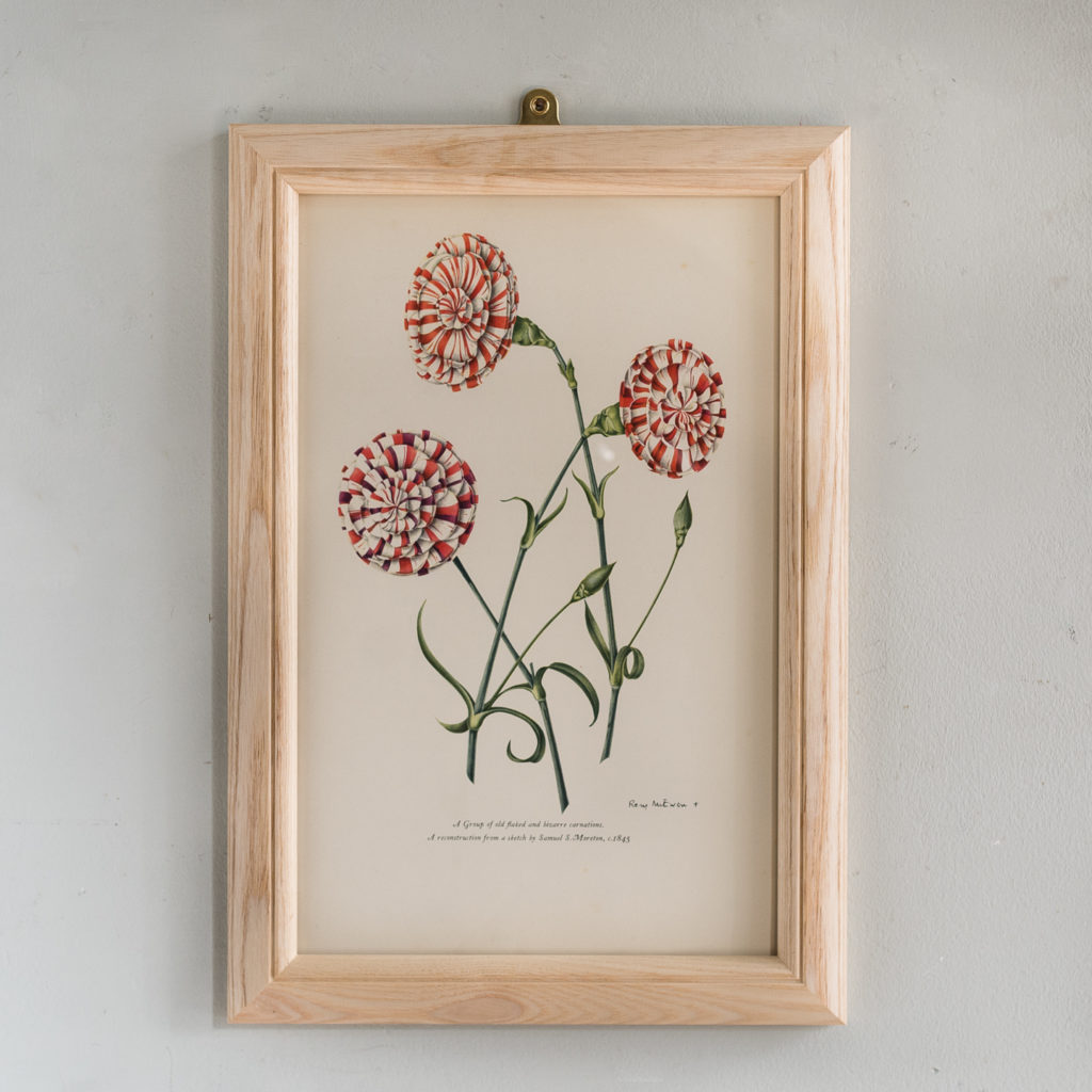 Old Carnations and Pinks Lithographs