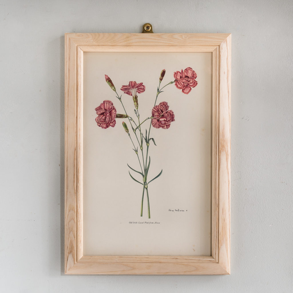 Old Carnations and Pinks Lithographs