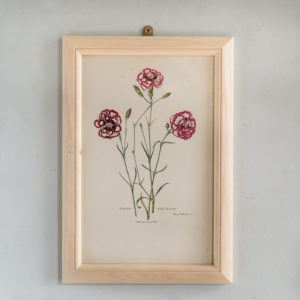 Old Carnations and Pinks Lithographs