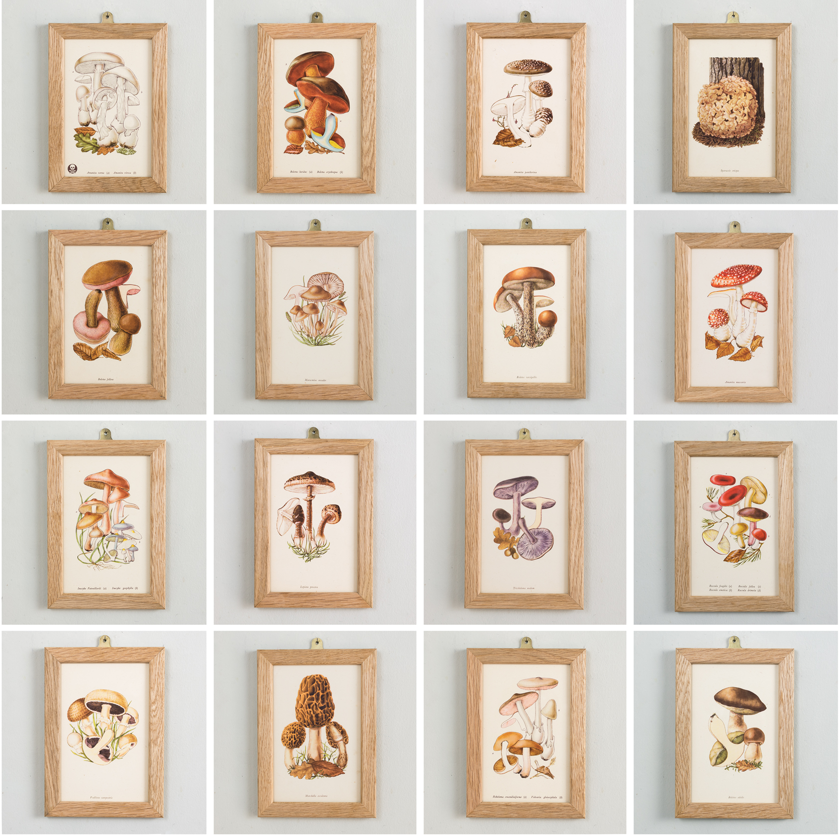 Edible and Poisonous Fungi Lithographs - Works of Art - LASSCO ...