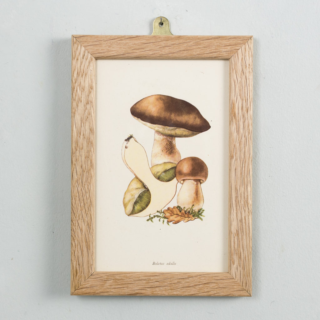 Edible and Poisonous Fungi lithographs,