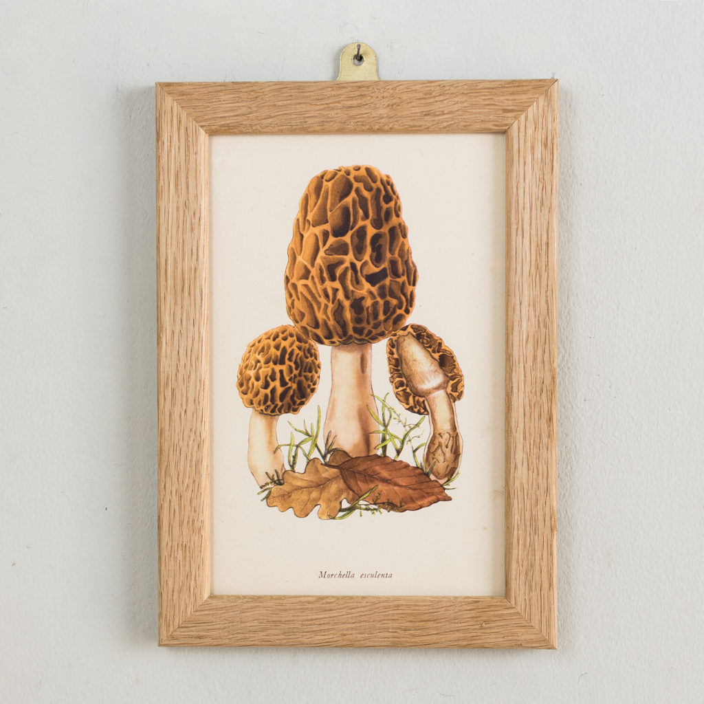 Edible and Poisonous Fungi lithographs by Rose Ellenby,