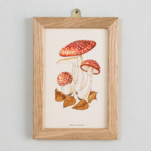 Edible and Poisonous Fungi lithographs