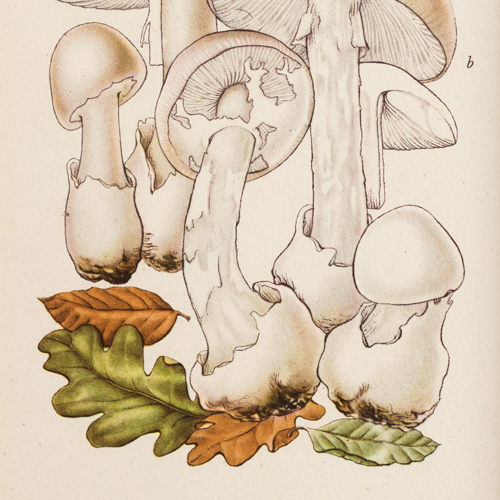 Edible and Poisonous Fungi lithographs,-133755