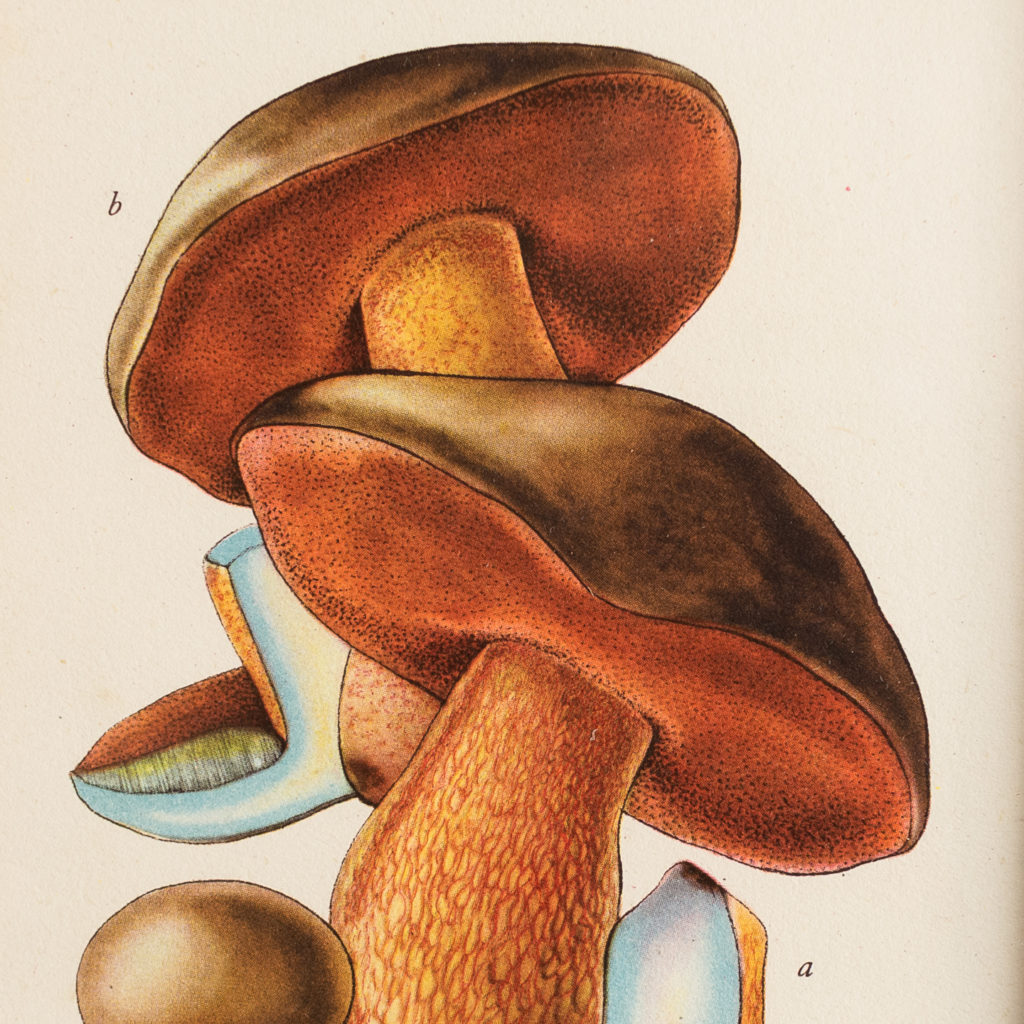 Edible and Poisonous Fungi lithographs,-133746