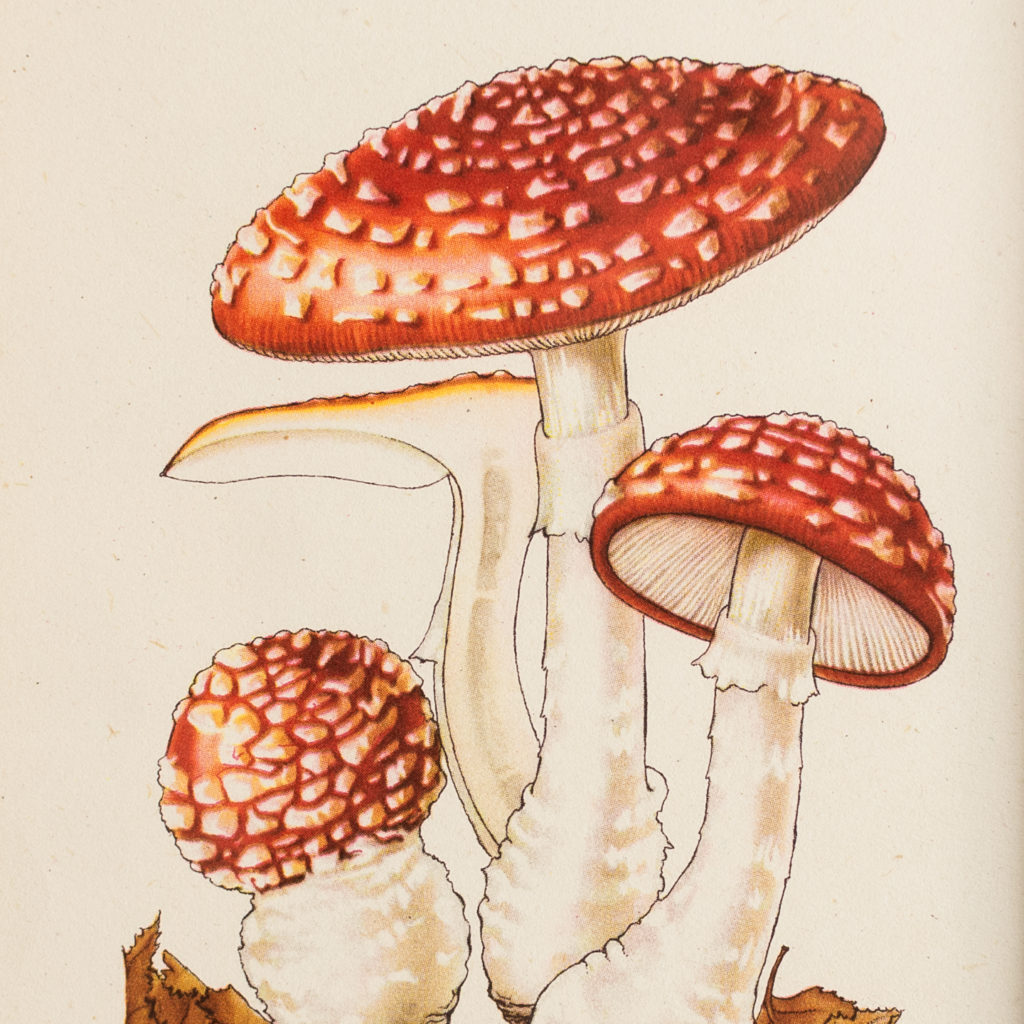 Amanita muscaria