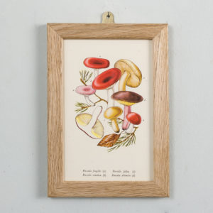 Edible and Poisonous Fungi lithographs,