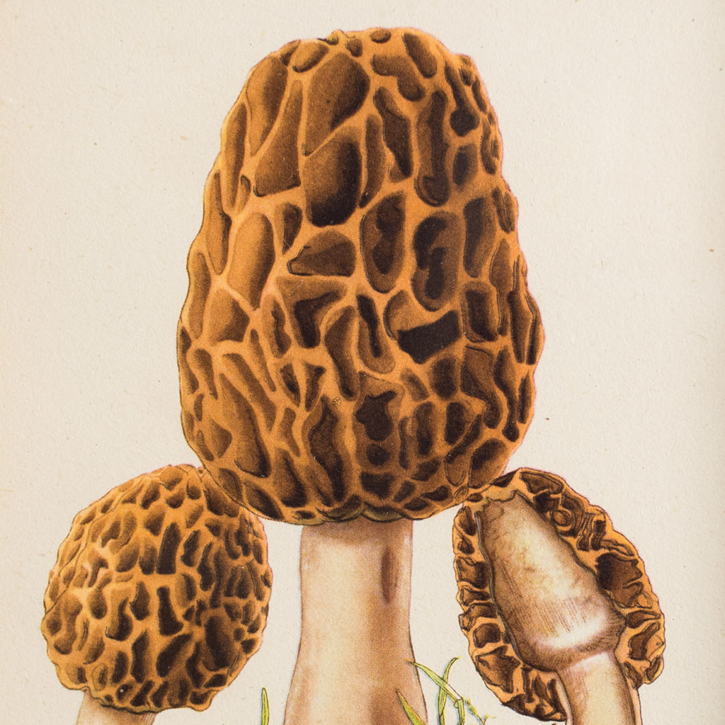 Morchella esculenta