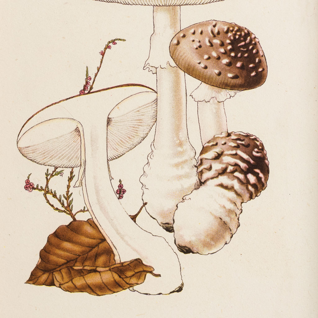 Amanita pantherina