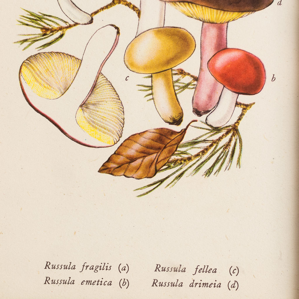 'Russula fragilis, Russula emetica, Russula fellea, Russula drimeia'.