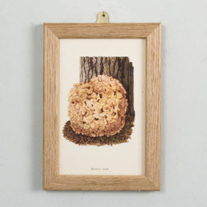 Edible and Poisonous Fungi lithographs,