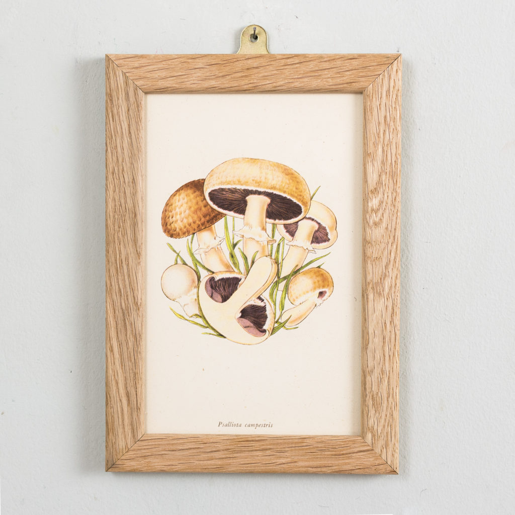 Edible and Poisonous Fungi lithographs, Psalliota campestris