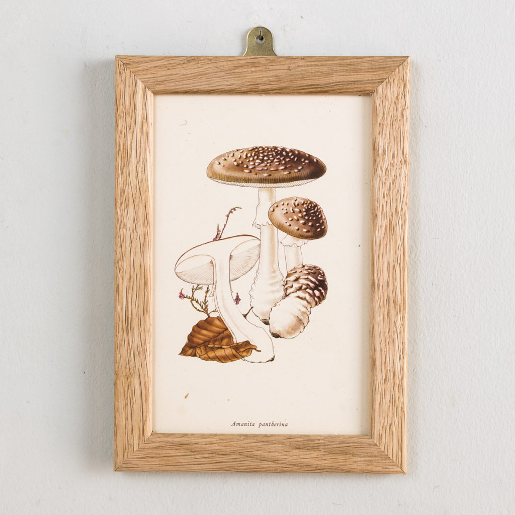 Edible and Poisonous Fungi lithographs,