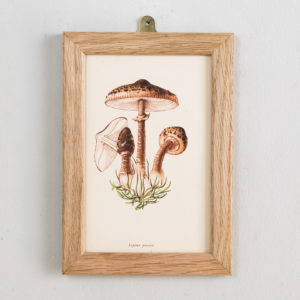 Lepiota procera'.