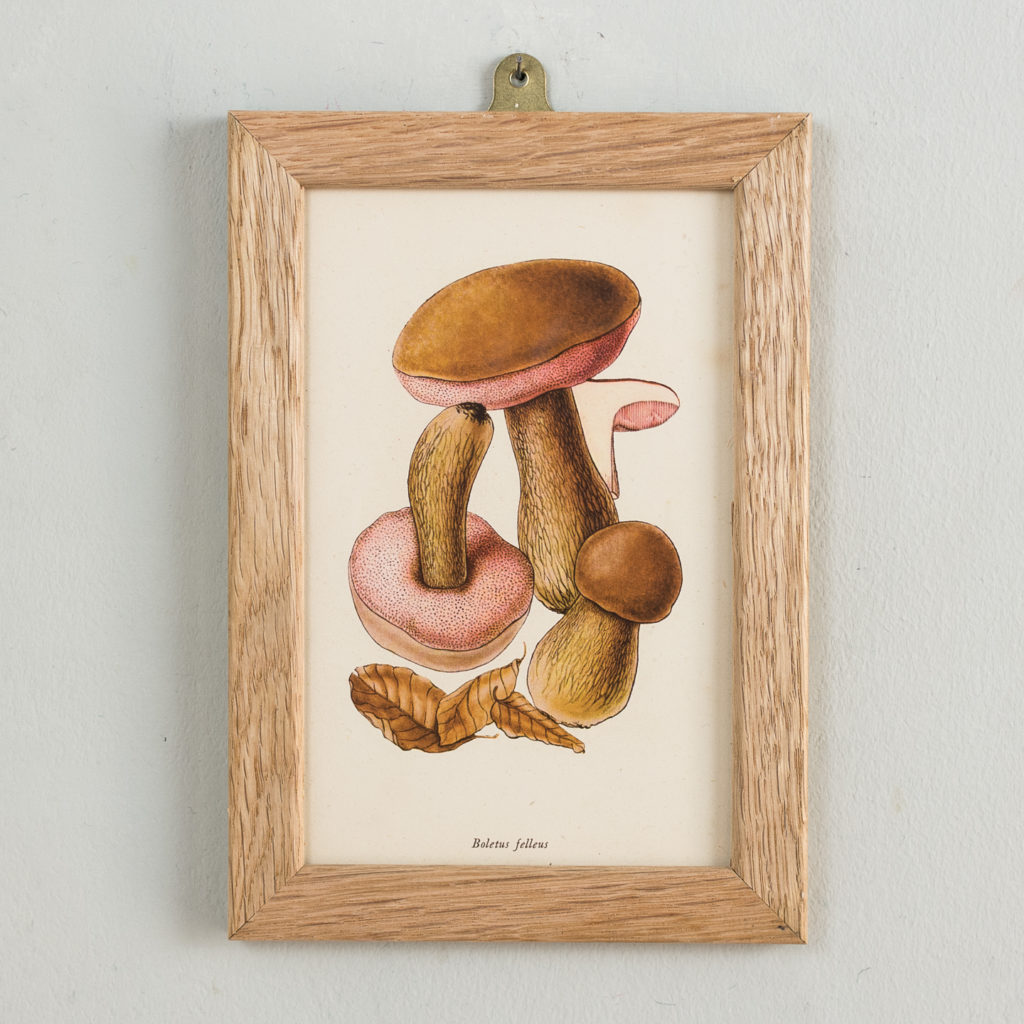 Boletus felleus