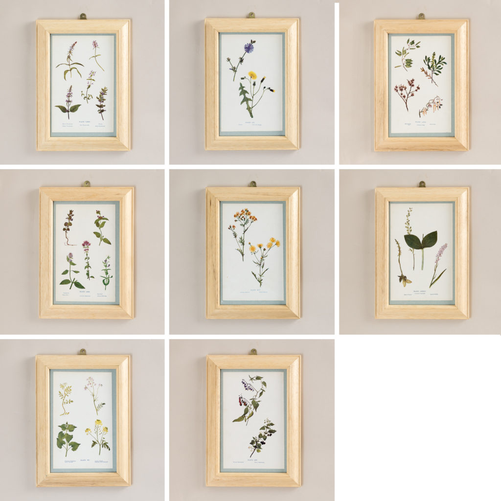 Late 19th century wild flower prints,