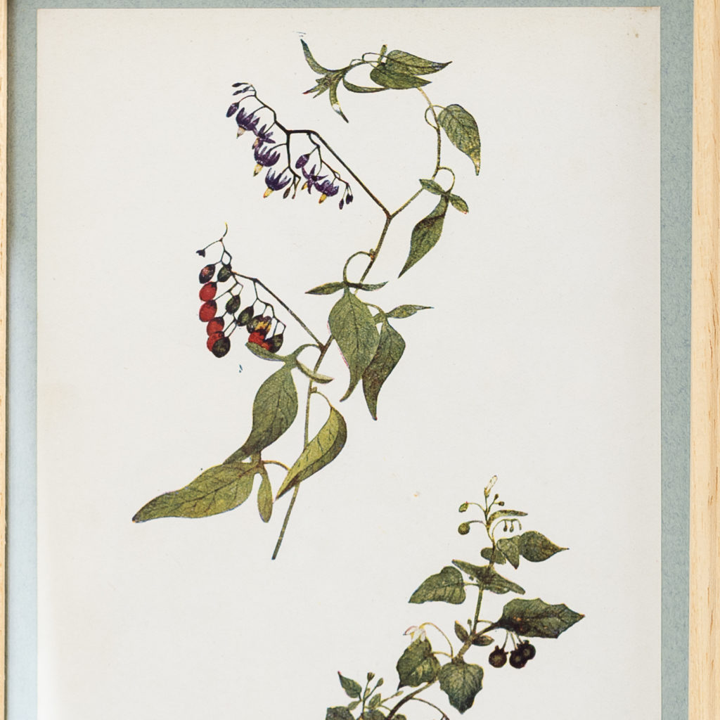 Late 19th century wild flower prints, -134662