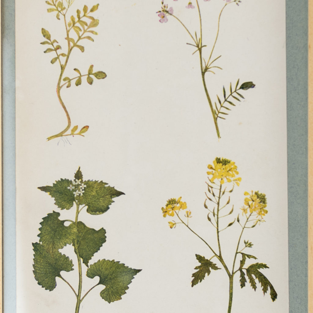 Late 19th century wild flower prints, -134654