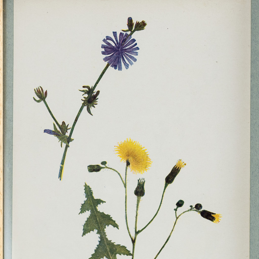 Late 19th century wild flower prints, -134645