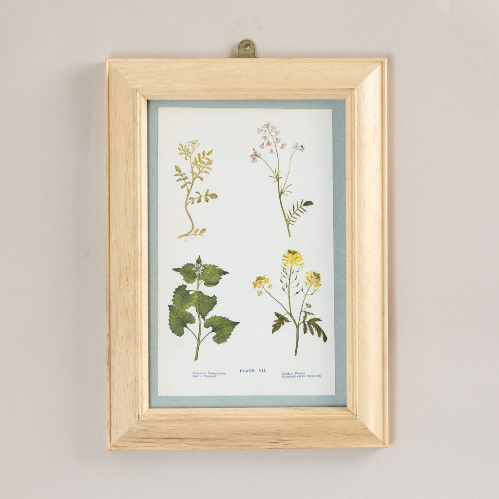 Plate 7. Common Watercress Garlic Mustard. Cuckoo Flower. Charlock (Wild Mustard).