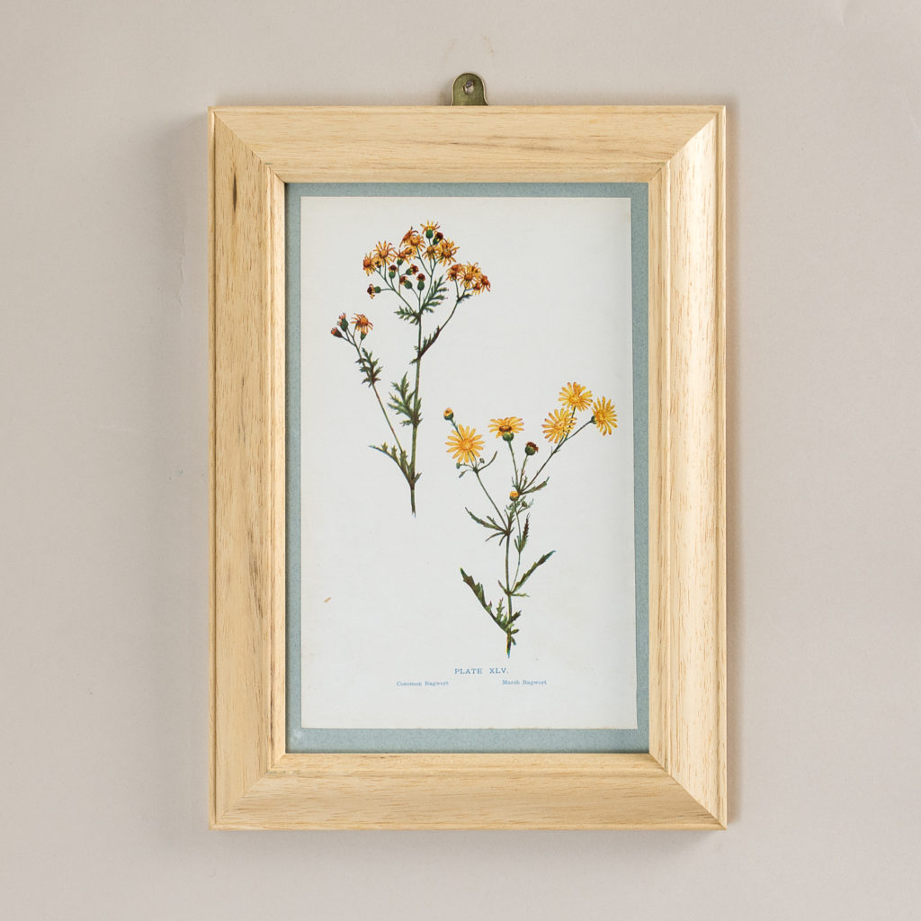 Plate 45. Common Ragwort. Marsh Ragwort