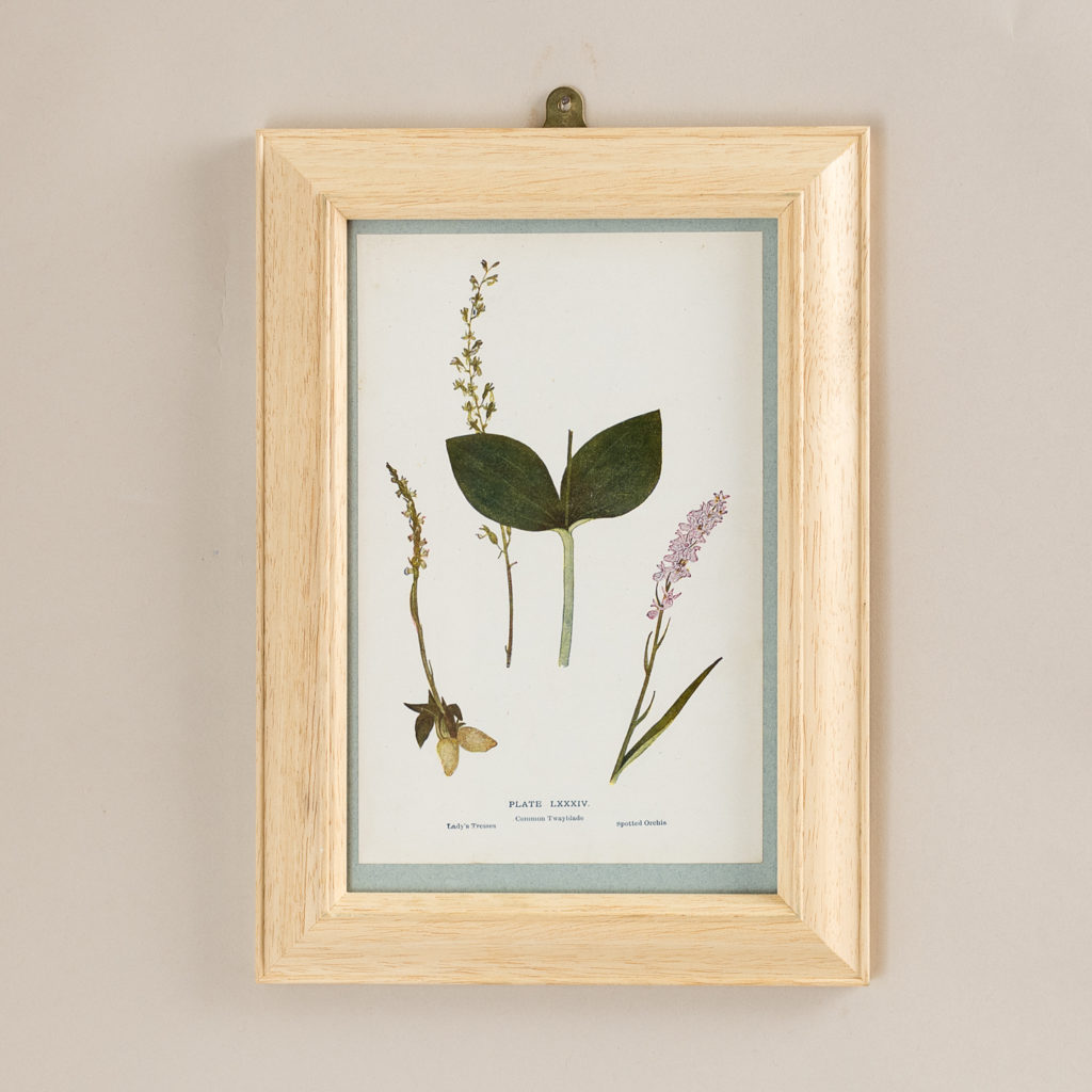 Plate 84. Lady's Tresses. Common Twayblade. Spotted Orchis'.