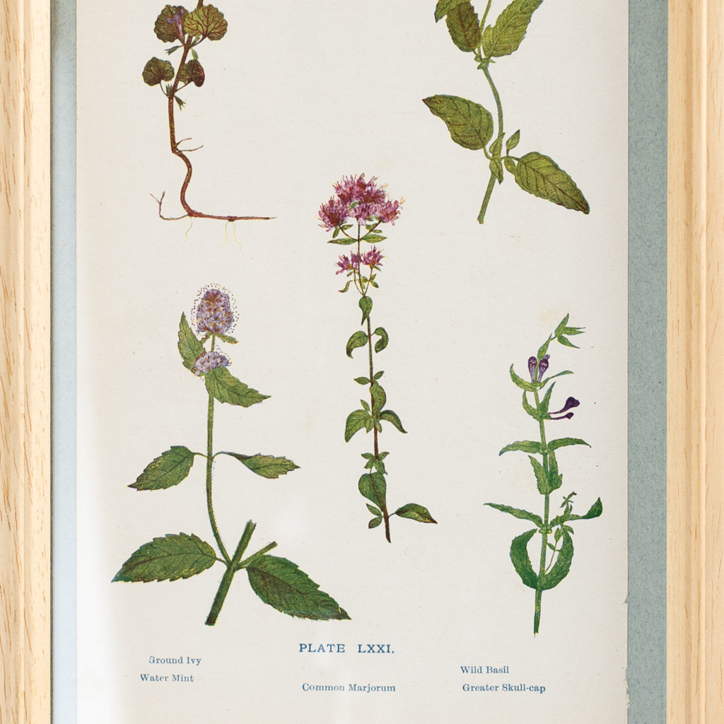Late 19th century wild flower prints, -134671