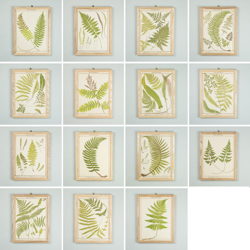 Heath's Fern Portfolio