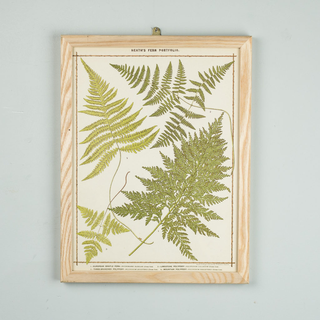 Life-size chromolithographs of British ferns published c1885. In plain ash frame