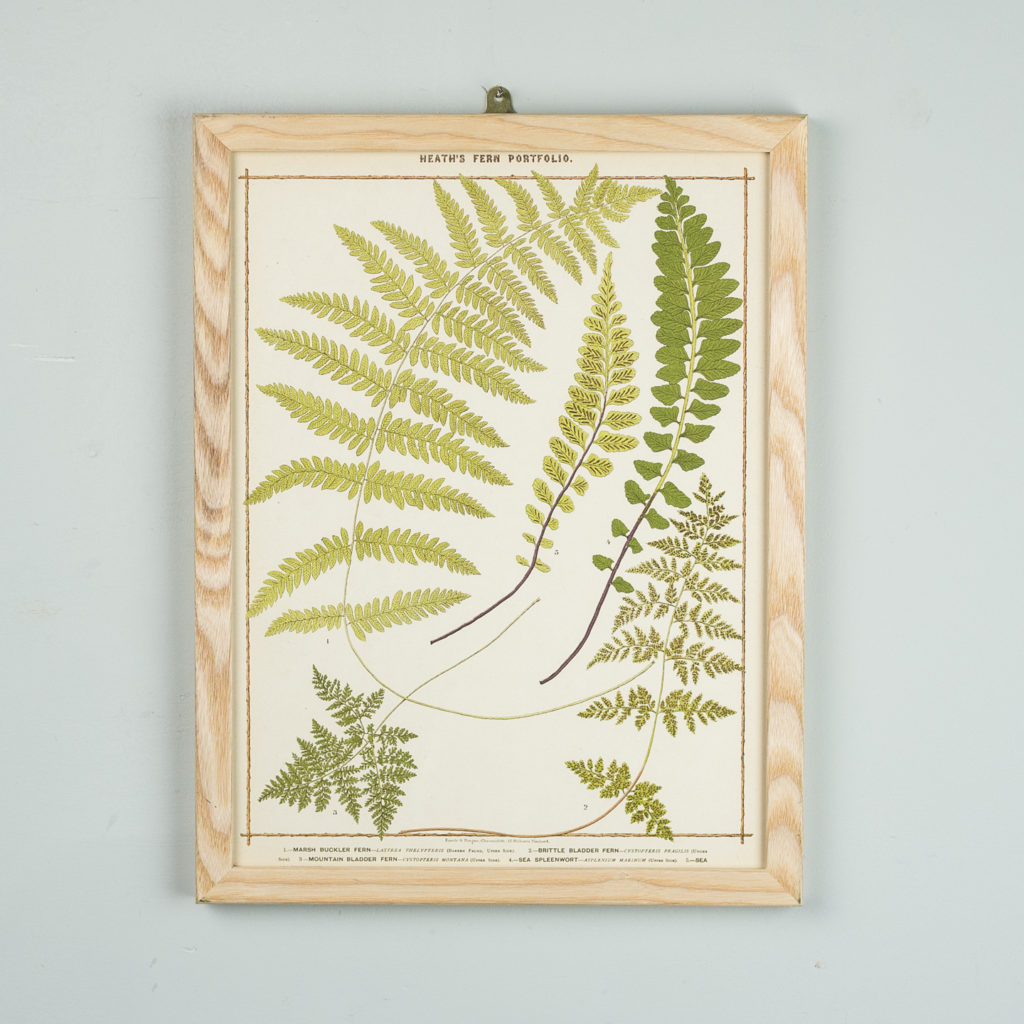 Life-size chromolithographs of British ferns published c1885. In plain ash frame