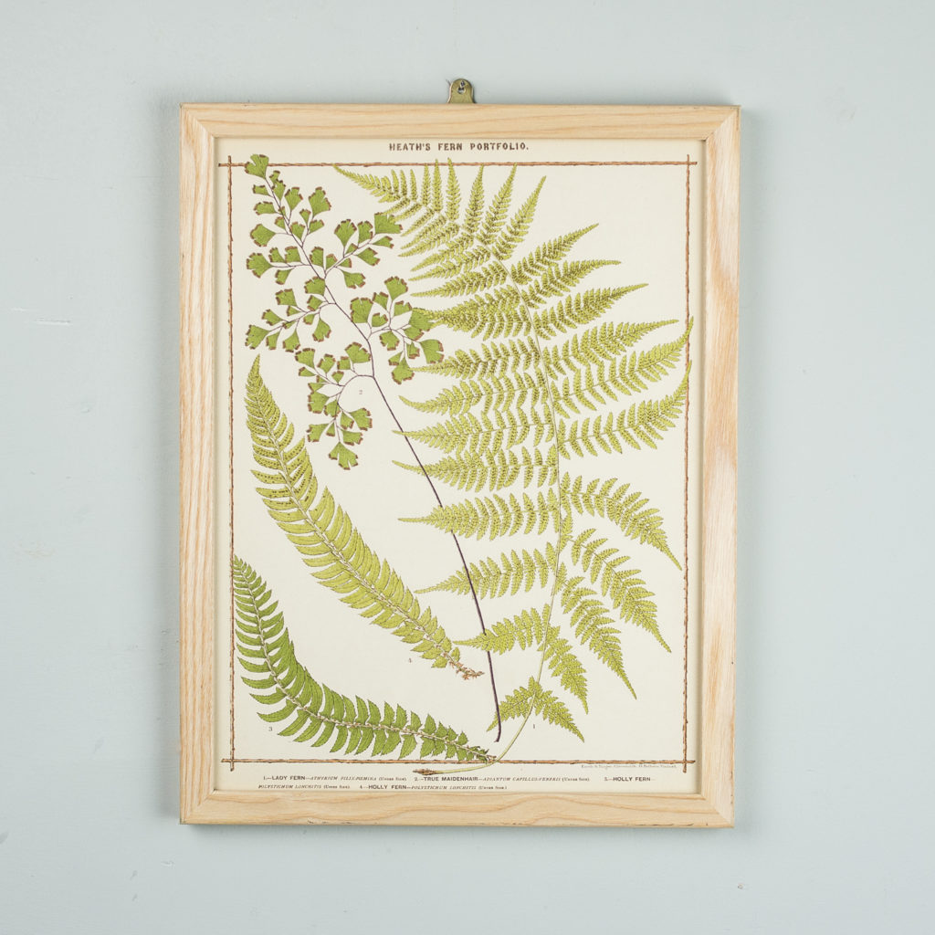 Life-size chromolithographs of British ferns published c1885. In plain ash frame