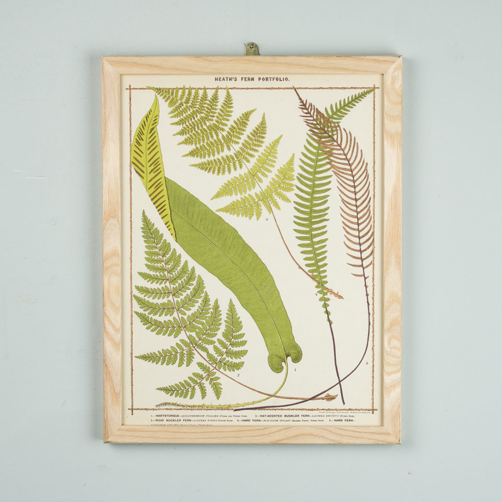 Life-size chromolithographs of British ferns published c1885. In plain ash frame