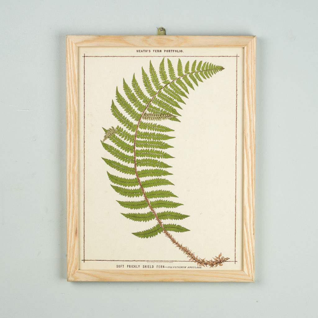 Life-size chromolithographs of British ferns published c1885. In plain ash frame