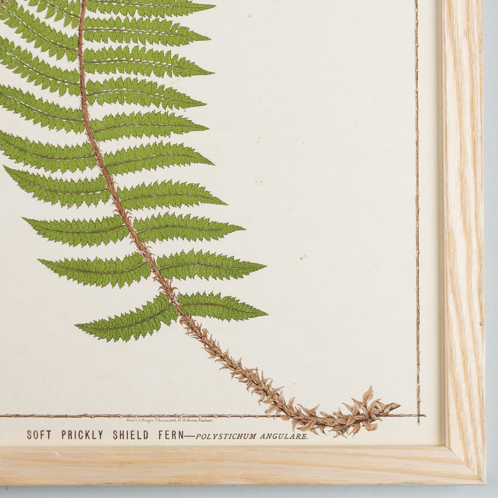 Soft Prickly Shield Fern