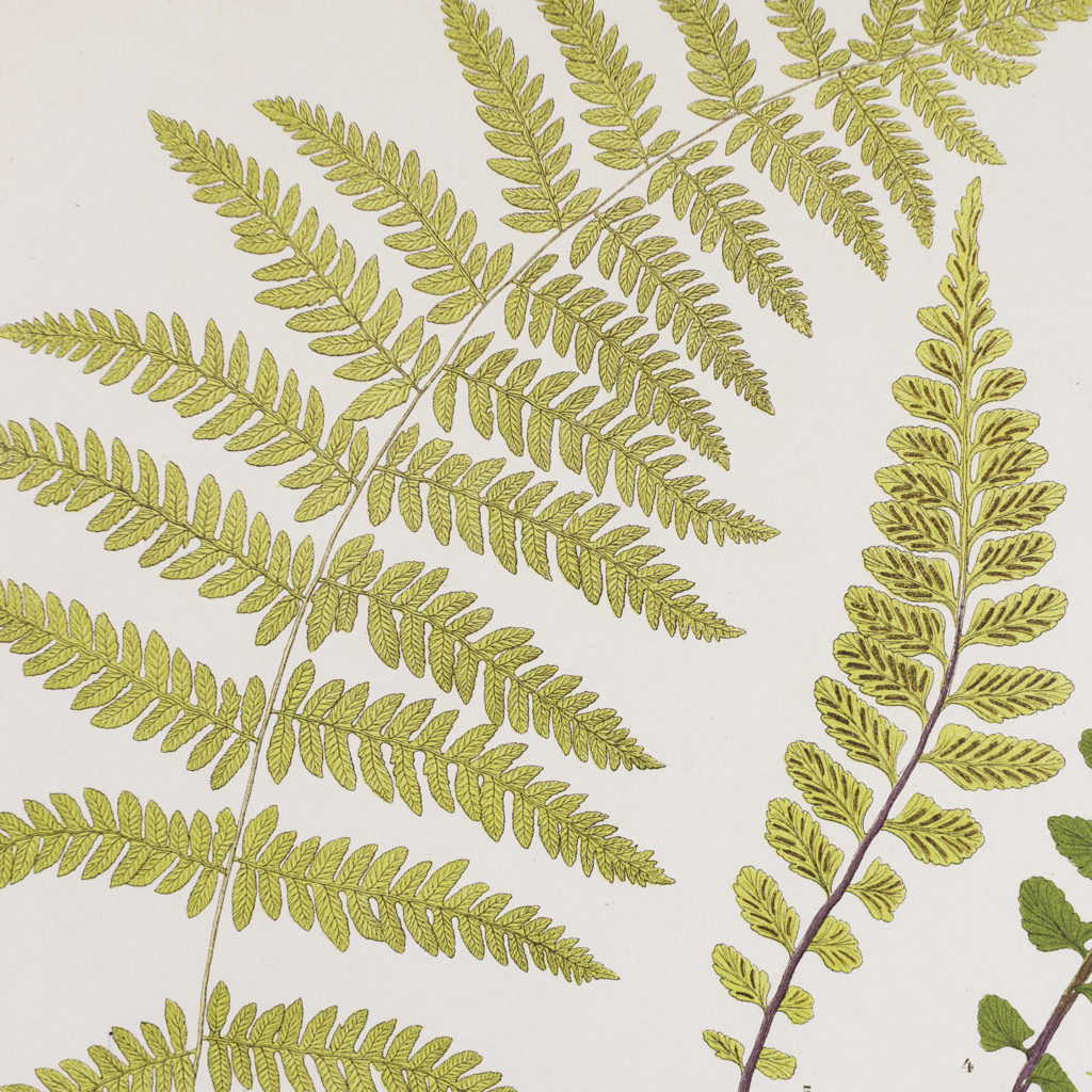 Heath's Fern Portfolio published c1885-135990