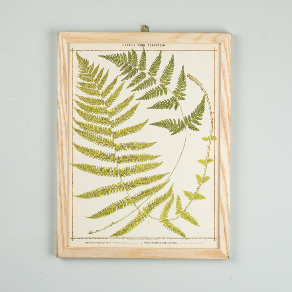 Life-size chromolithographs of British ferns published c1885. In plain ash frame