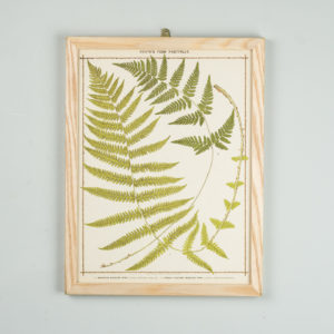 Life-size chromolithographs of British ferns published c1885. In plain ash frame