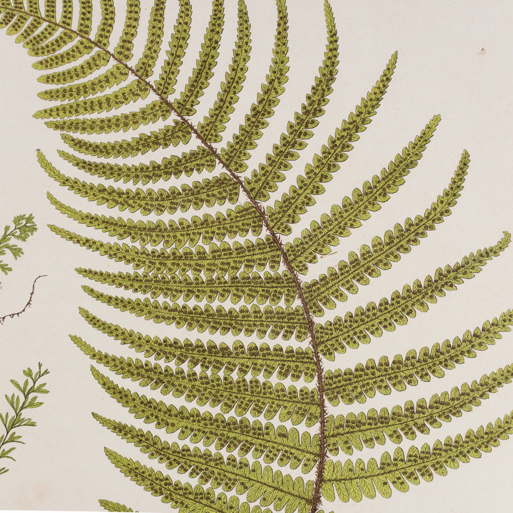 Male Fern