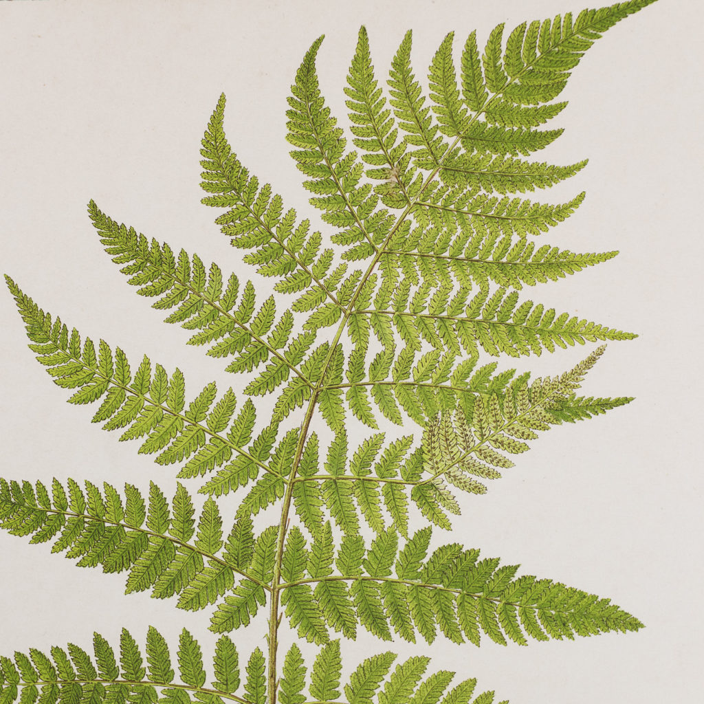 Broad Buckler Fern